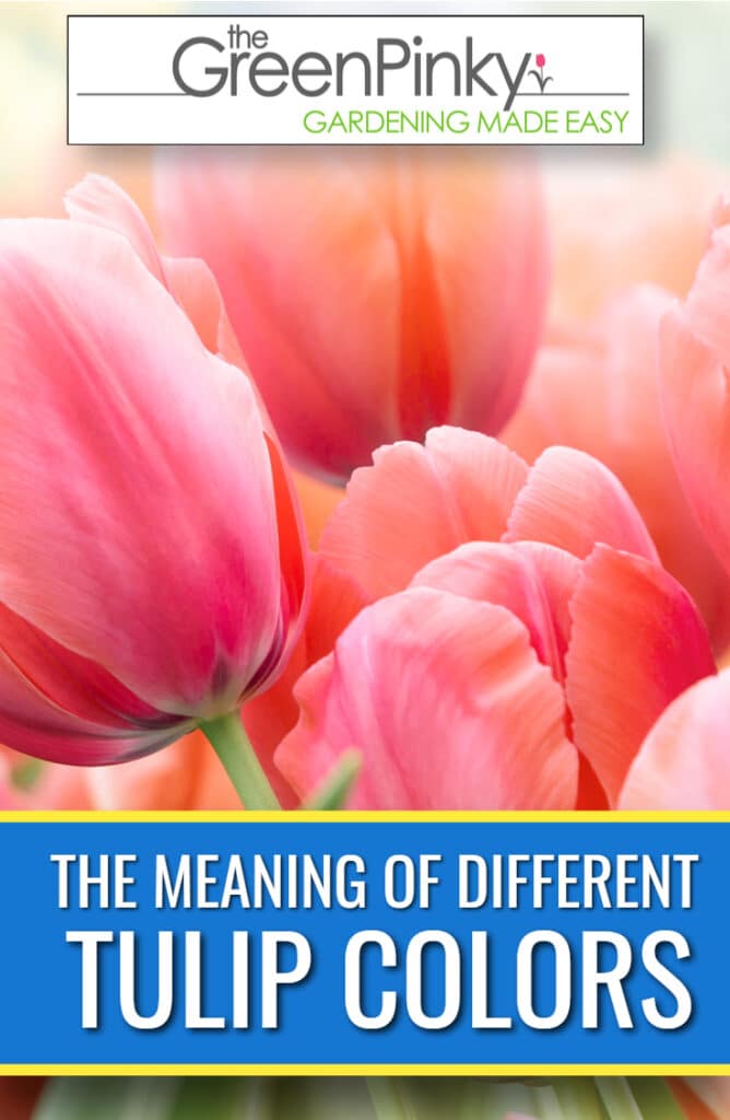 Immagine panoramica del significato di diversi colori tulipano. Nella foto stessa ci sono alcuni fiori di tulipano rosa arancioni con alcuni a fuoco e altri più sfocati sullo sfondo.