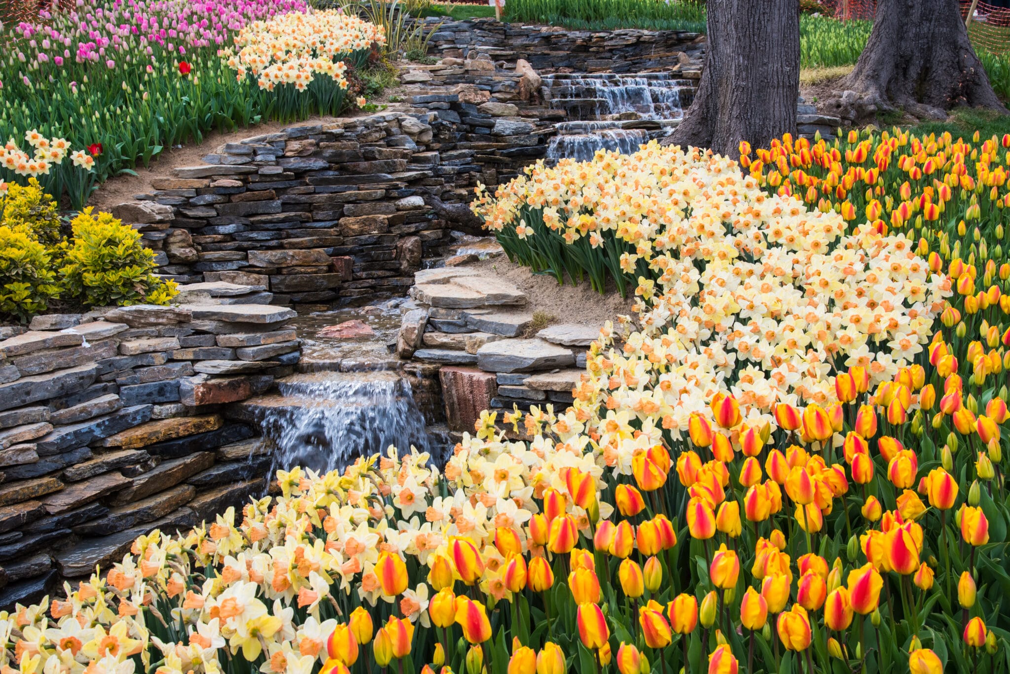 What is the Best Tulip Festival? — 14 of Them (Ranked)