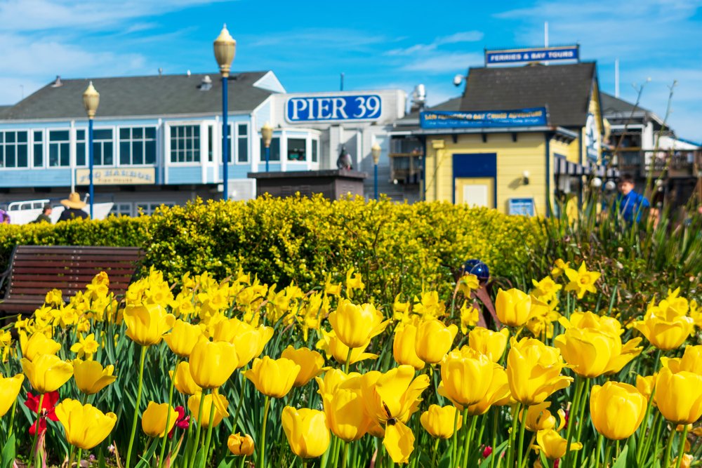 Pier 39 in san francisco california featuring tulipmania with a bunch of yellow tulips and the pier in the background