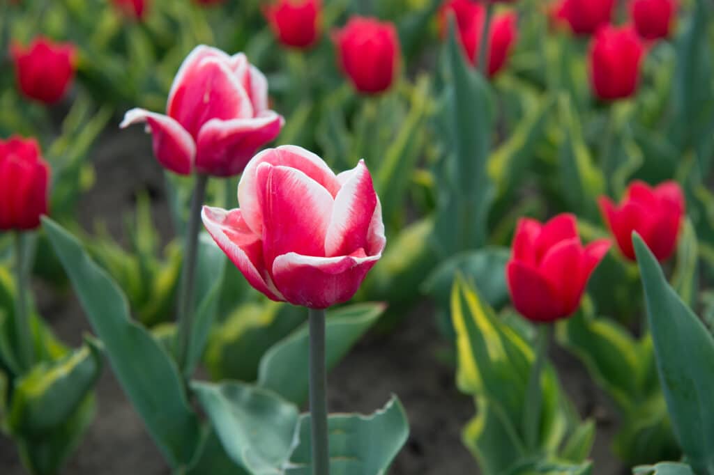 Beautiful red, pink, and white tulips growing in a garden