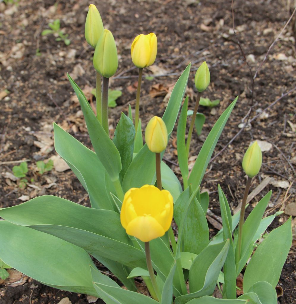 Yellow tulips that are starting to bloom
