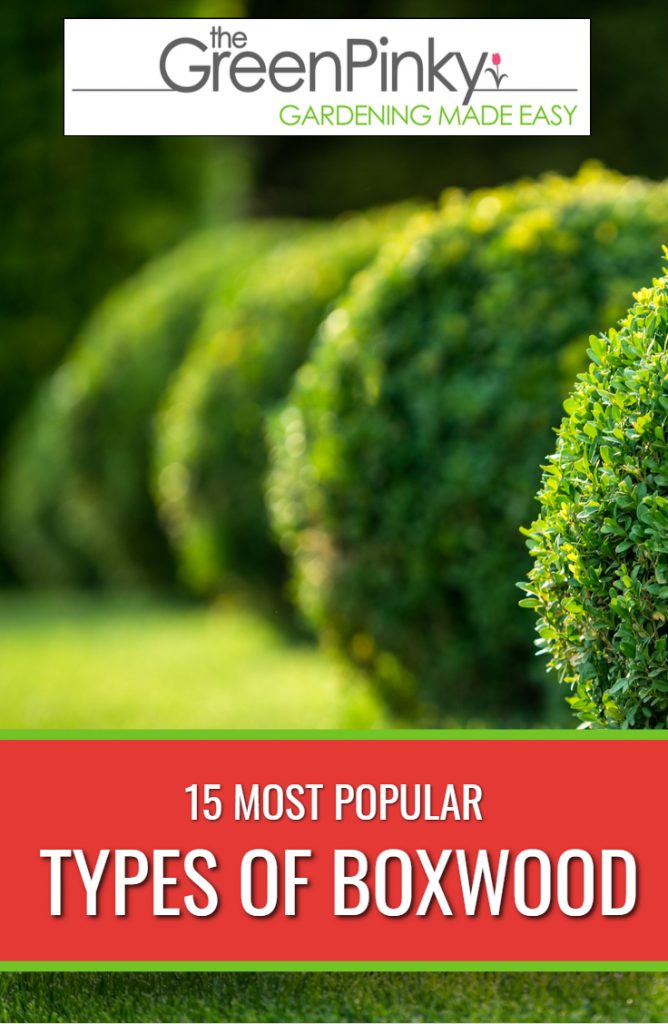 Types of Boxwood Different types of boxwood have different qualities that make them more suitable for certain environments