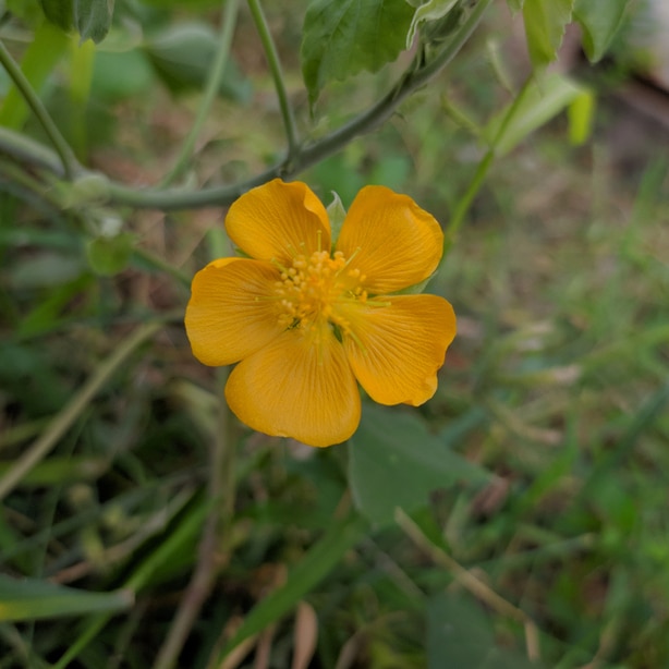 Velvetleaf are another tall growing invasive species.