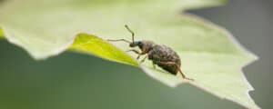 Viburnum Leaf Beetles: Comprehensive Guide