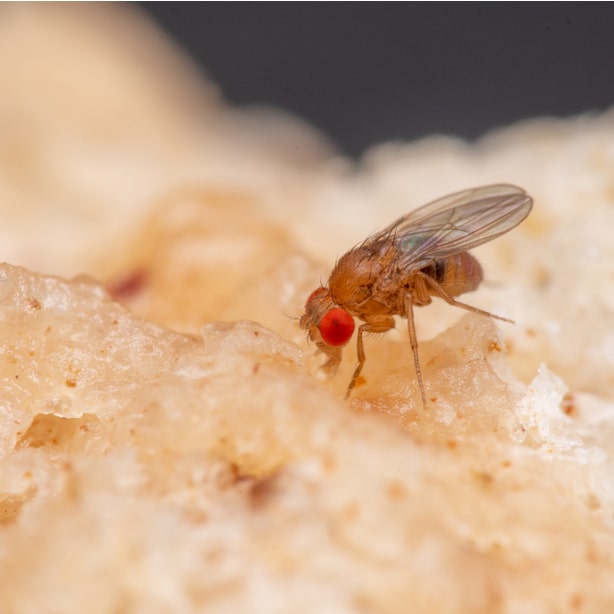  la mouche du vinaigre repose sur un fruit à l'intérieur d'un bac à compost 