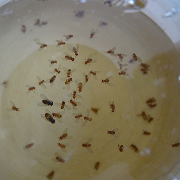 Vinegar traps can be effective in killing fruit flies near compost