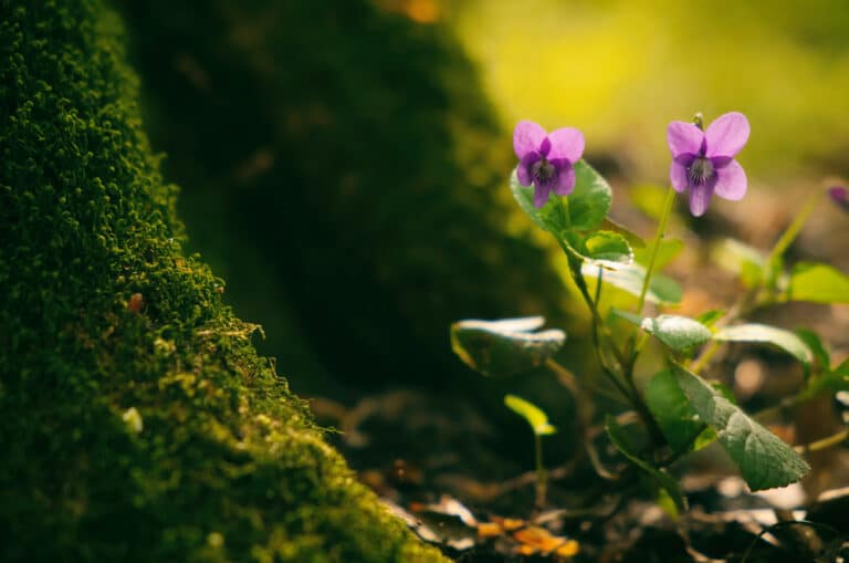 Wild violets growing in the gorest near a bunch of moss.