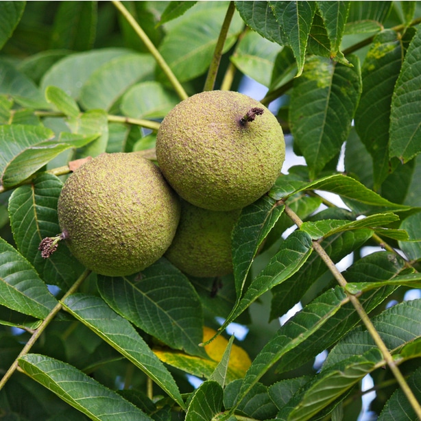 Walnut fruits will eventually ripen and are greenish-brown in color.