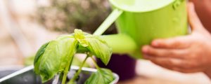 Watering basil of frequency is important