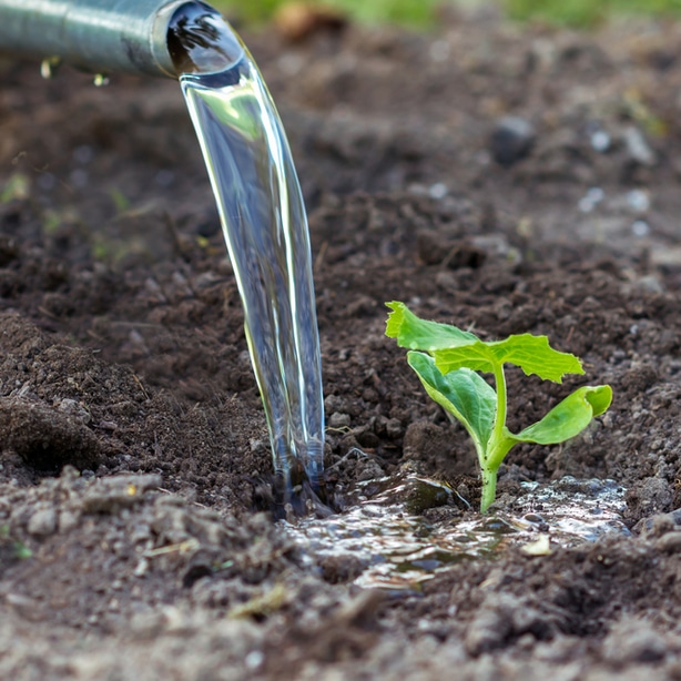 Watering frequency As with most plants, proper watering frequency is essential to help your gourd grow robustly