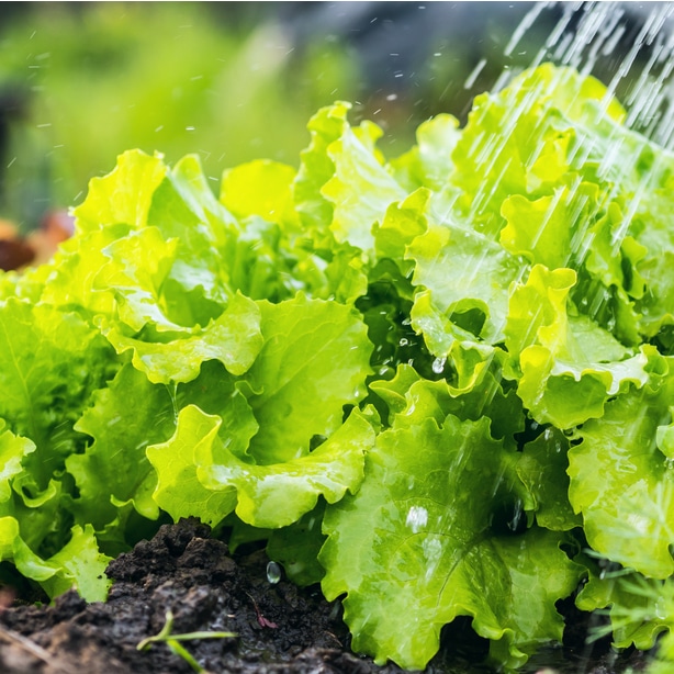 Watering lettuce appropriately to allow root growth.