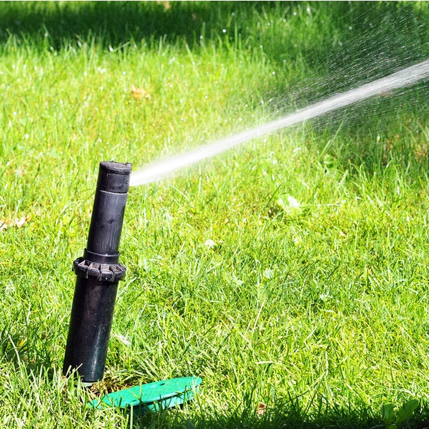 Appropriate watering is necessary for optimal growth.