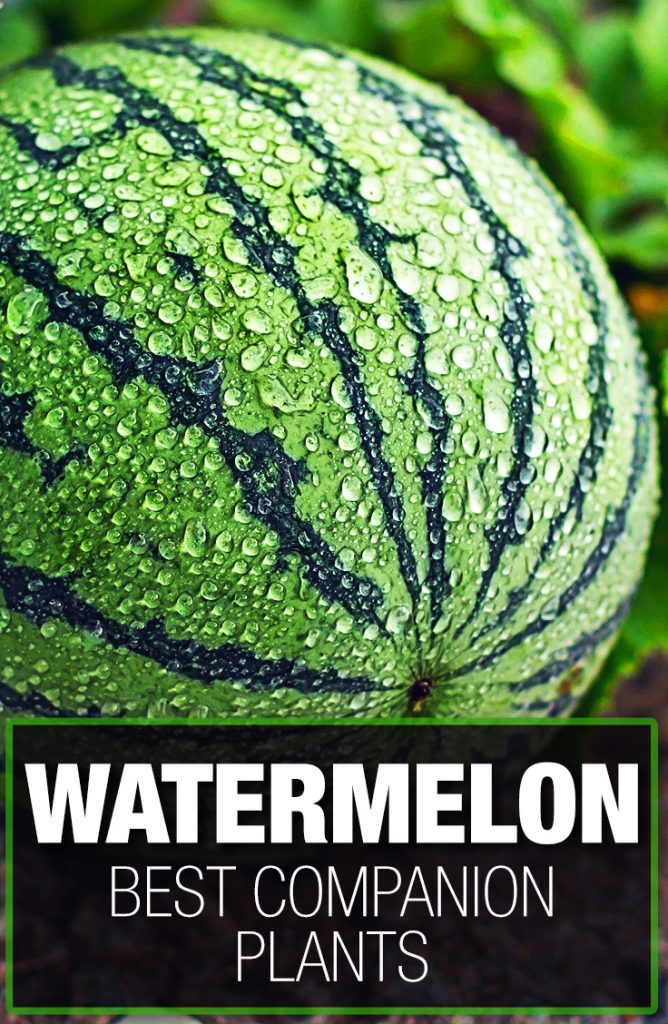 Watermelon grow better with the best companion plant pairs