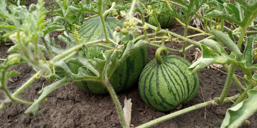 Healthy watermelon as a result of neighboring plants