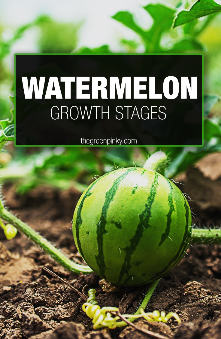 How Do Watermelon Grow? Review of All the Growing Stages