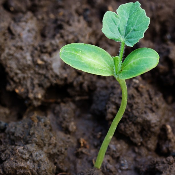 All 34+ Stock Photos what does a watermelon sprout look like Sharp All 34+ Stock Photos what does a watermelon sprout look like Sharp