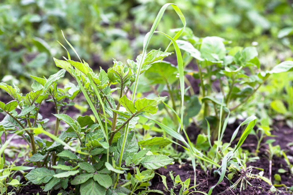 Weeds in focus in the foreground with more weeds blurred out in the background.