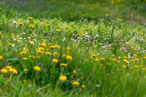 Multiple weeds on a lawn that need to be destroyed