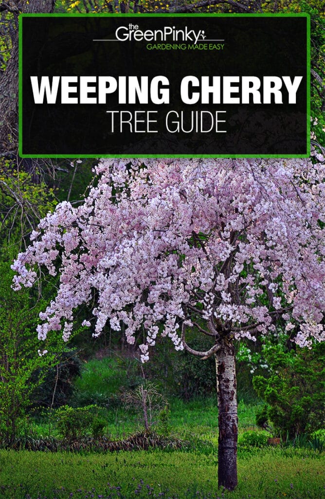 Weeping cherry trees can grow robustly  with the help of a care guide and proper maintenance.