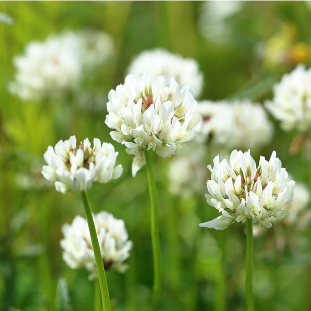 white clover can disperse seeds and are invasive plants