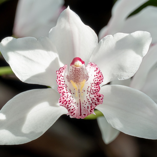 White orchid with great floral bloom