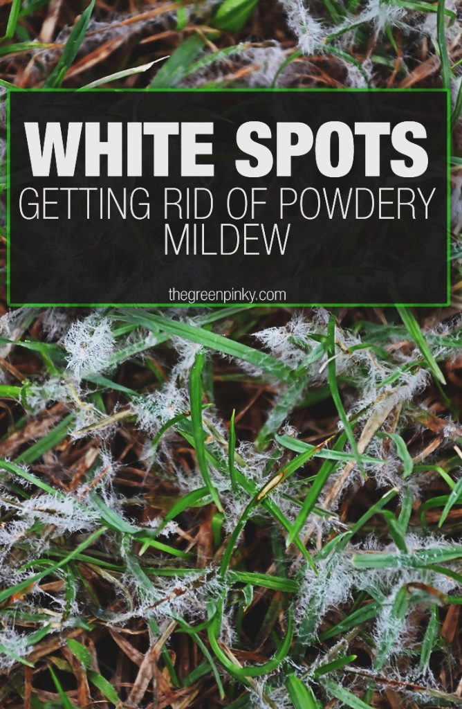 White spots on your lawn need to be dealt with and removed with through this guide.