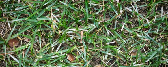 White spots on lawn actually represent powdery mildew