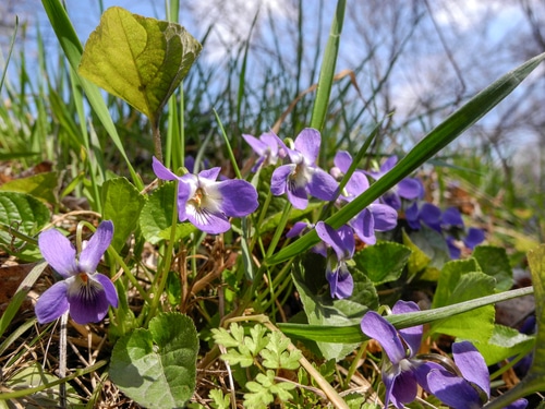 Wild violets can give an ugly feel to a garden or lawn.