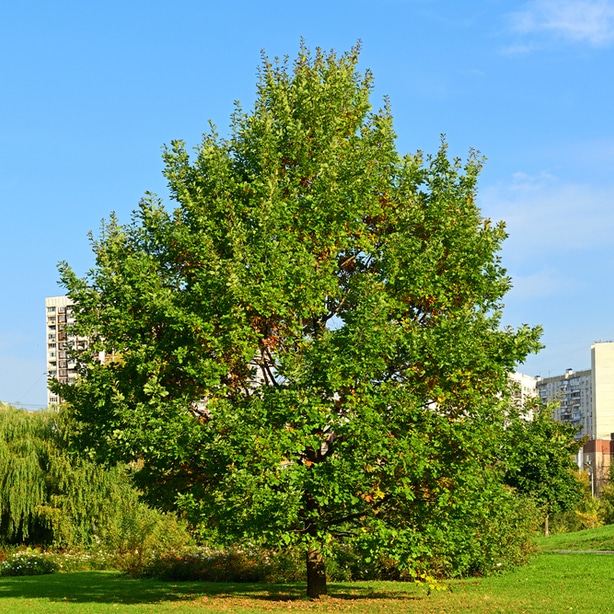 Willow oaks grow tall with strong roots