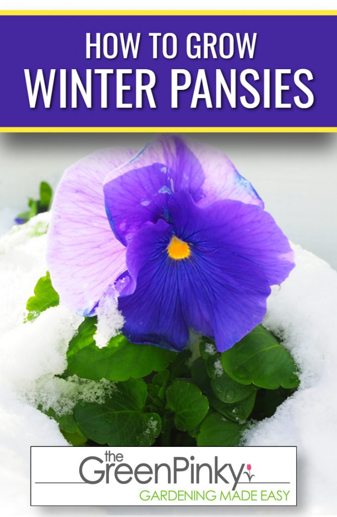 Healthy winter pansies with proper water and nutrients