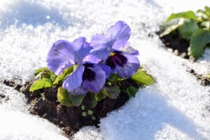 Winter Pansies - The Plant with a Beautiful Bloom