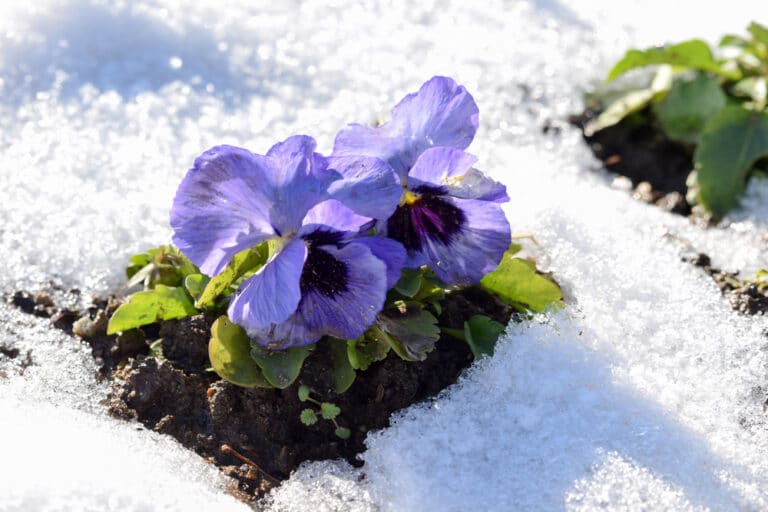 winter pansies can create beautiful blooms with proper care.