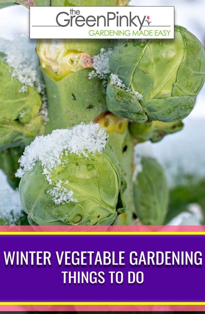 Brussel sprouts are one example of a vegetable that is more tolerant of the cold.