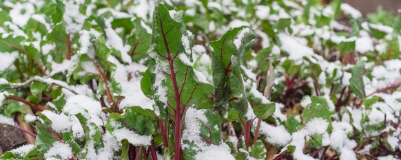 Certain vegetables are more tolerant of cold than others