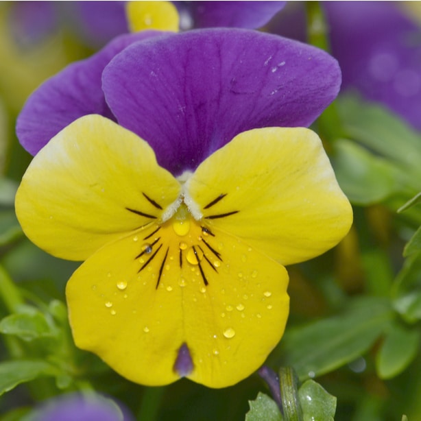 Yellow violet closely resemble ornamental pansies.