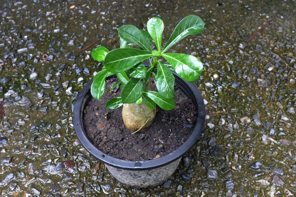 Young immature plumeria with no flowers yet