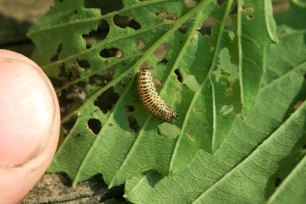 A close up example of a young larva