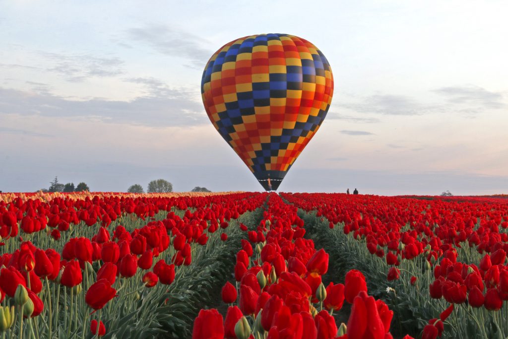 Wooden Shoe Tulip Fest in Woodburn Oregon with a hot air balloon sitting in the background of a field of tulips