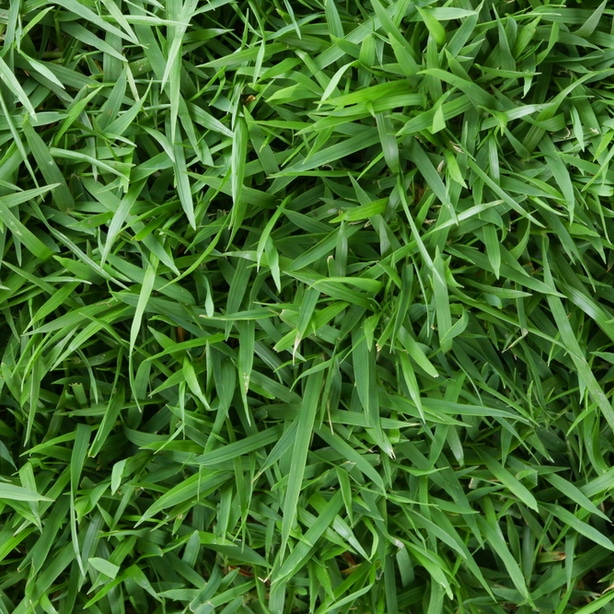 Zoysia turf with dark green blades